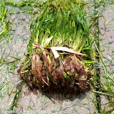 莘荷水生 矮生刺苦草 苦草批发价 绿化工程