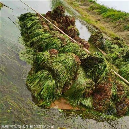 莘荷水生 河道绿化苦草 刺苦草 欢迎选购