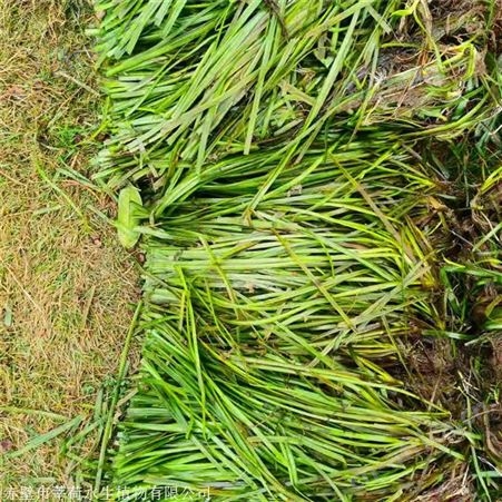 莘荷水生 矮生苦草 河道绿化苦草 报价供应