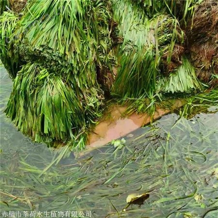 莘荷水生 河道绿化苦草 刺苦草 欢迎选购