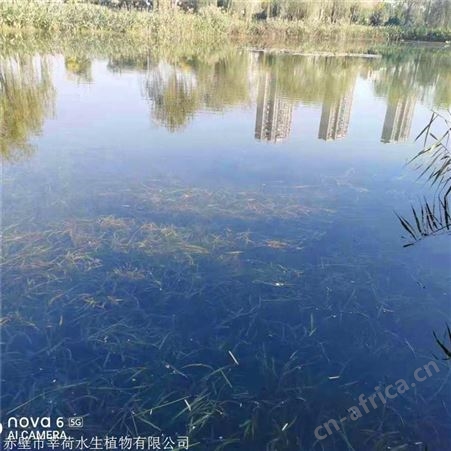 莘荷水生 河道绿化苦草 刺苦草 欢迎选购
