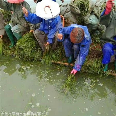 莘荷水生 矮型苦草 刺苦草 绿化工程