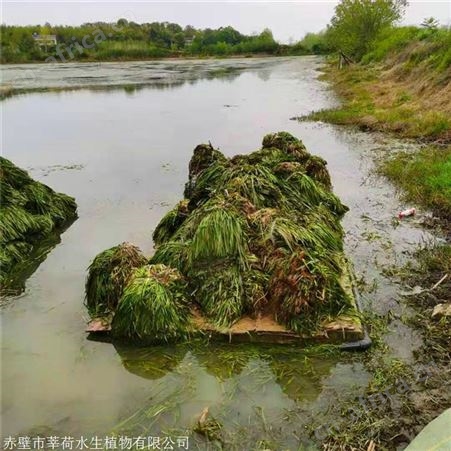 莘荷水生 四季常绿苦草   矮型苦草 欢迎选购