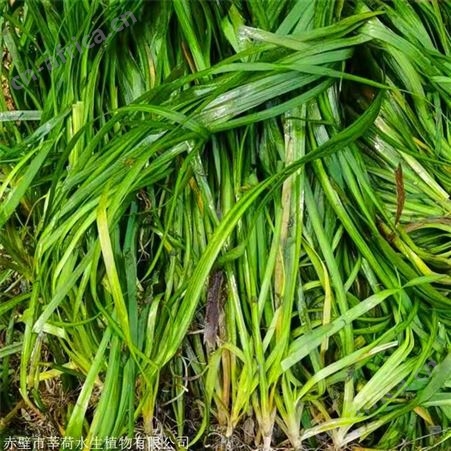 莘荷水生 批发大苦草  矮生耐寒苦草 园林绿植