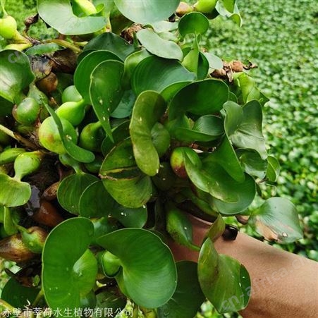 水葫芦价格  全新水生植物