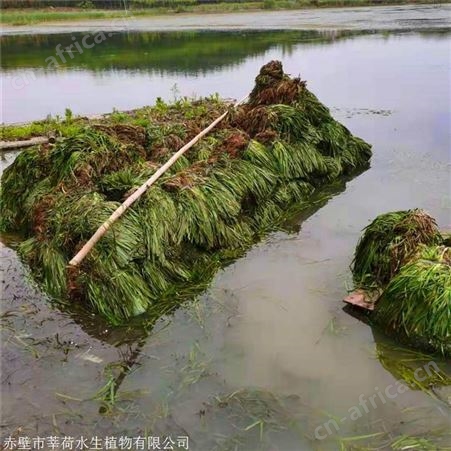 莘荷水生 批发大苦草  矮生耐寒苦草 园林绿植