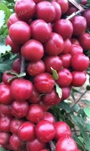 钙果苗 黑龙江省果蒂源食品有限公司 果树苗 0.4-1.5米 批发 基地
