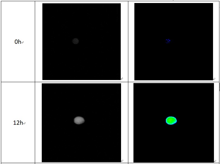 低场核磁研究种子泡水过程中的T2弛豫与MRI成像